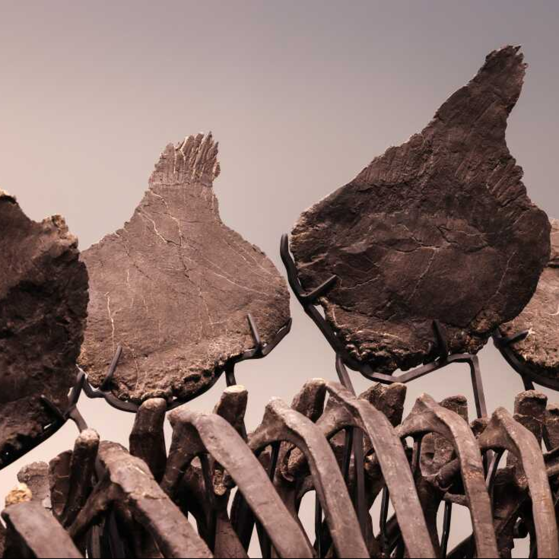 Dinosaur skeleton fetches record $44.6m at auction