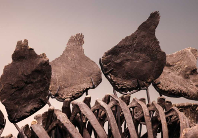 Dinosaur skeleton fetches record $44.6m at auction